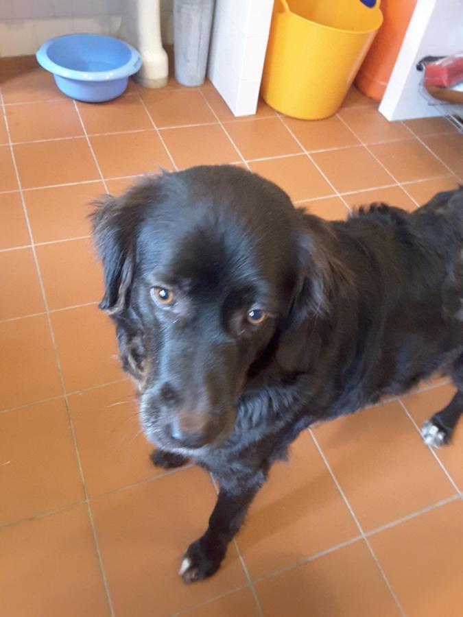 Rua Das Rosas 22/B&B Figueira da Foz Eksteriør billede